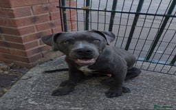 Mixed Breed dogs for sale: 8 month old, English bulldog cross - Image 3