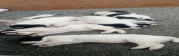 English Springer Spaniel dogs for sale: English springer spaniel pups  - Advert 3