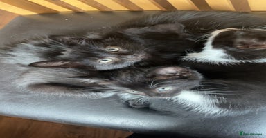 Mixed Breed cats - Advert 5