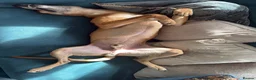 Lurcher dogs for sale: Beautiful Lurcher lawson is looking for his home  - Advert 6