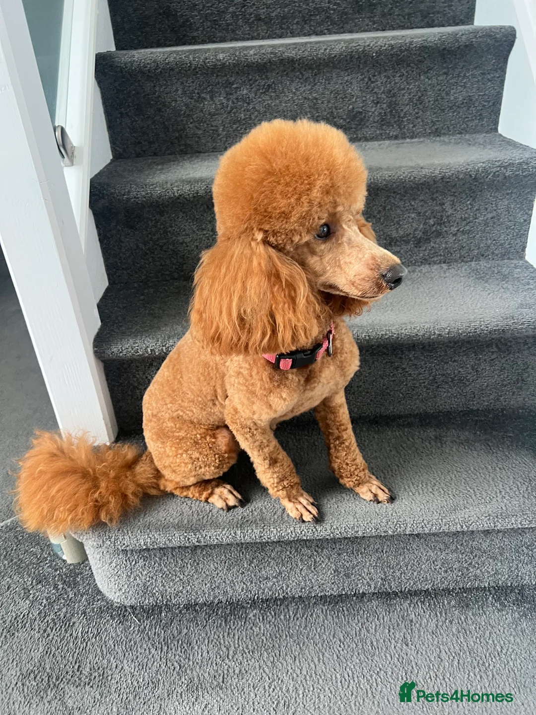 Gallery Image {{count}}