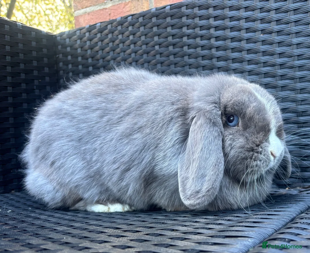 Mini Lop rabbits for sale: Lilac split Pure bred Mini lop female 1 year old  - Advert 2