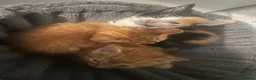 Mixed Breed cats for sale: 3 beautiful kittens  - Advert 14