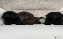 Cockapoo dogs for sale: 😍😍 F1 cockapoo puppies 😍😍 - Image 14