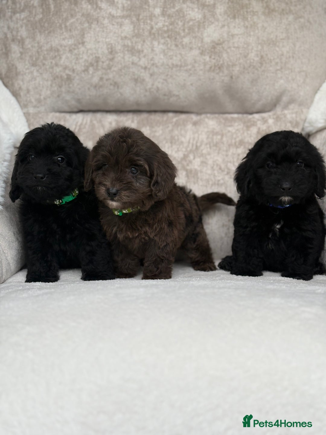 Cockapoo dogs for sale: 😍😍 F1 cockapoo puppies 😍😍 - Image 14