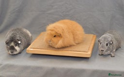 Guinea Pig rodents for sale: Lots of Guinea Pigs Always available!  - Image 25