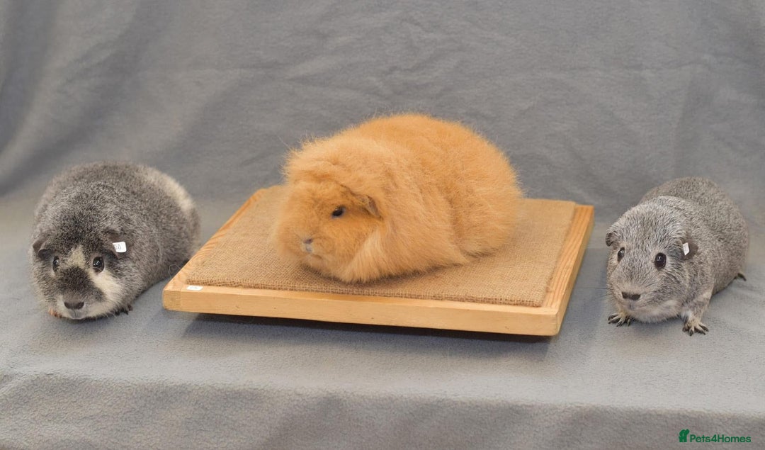 Guinea Pig rodents for sale: Lots of Guinea Pigs Always available!  - Image 25
