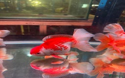 Fancy Goldfish fish for sale: Thai pleated goldfish - Image 35