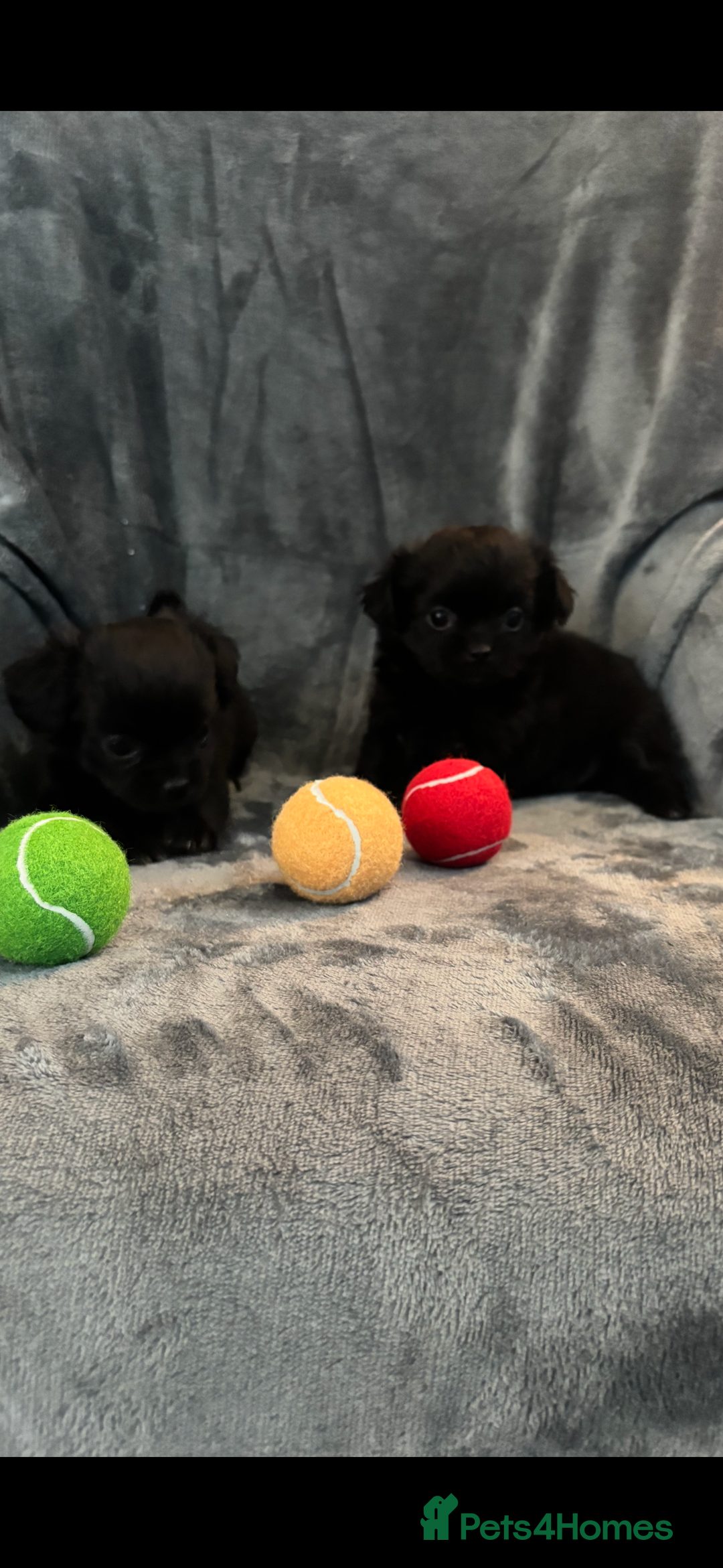 Chihuahua dogs for sale: Chihuahua puppy’s  - Image 8