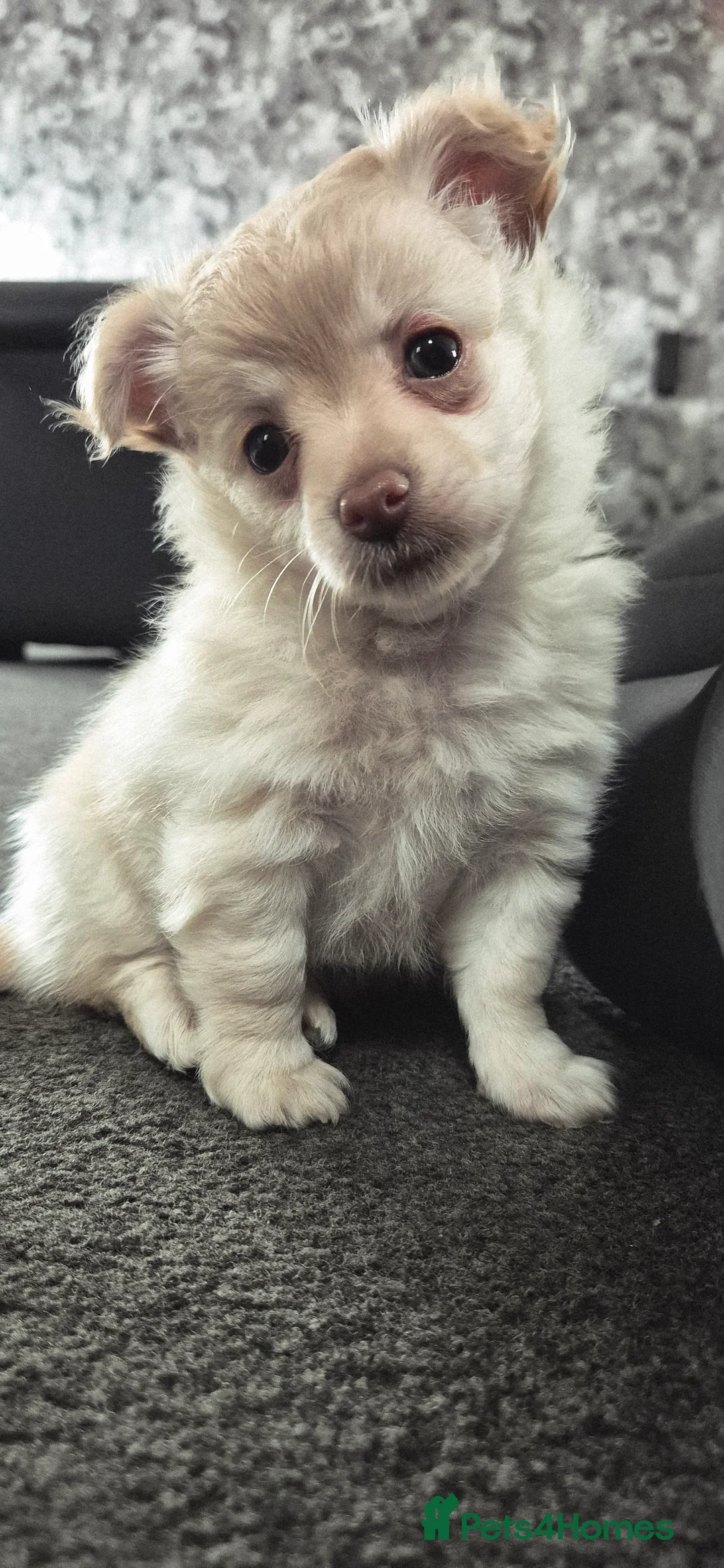 Pomchi dogs for sale:  Pom-Chi Puppy – 8 Weeks Old  - Advert 1
