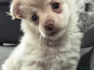 Pomchi dogs Pom-Chi Puppy – 8 Weeks Old - Advert 1