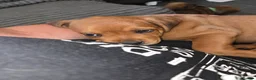 Mixed Breed dogs for sale: Beautiful coloured pups - Advert 18
