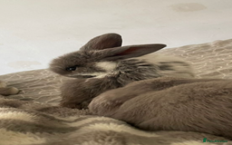 Mini Lion Lop rabbits for sale: 3 female dwarf one female mini lip  - Image 6