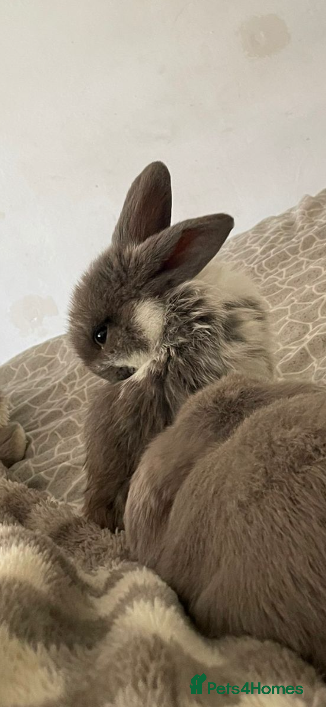 Mini Lion Lop rabbits for sale: 3 female dwarf one female mini lip  - Image 6