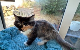 Maine Coon cats for sale: Pedigree Maine Coon kittens  - Image 13
