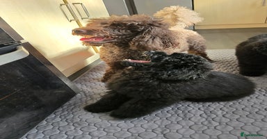 Miniature Poodle dogs in Chelmsford - Advert 10