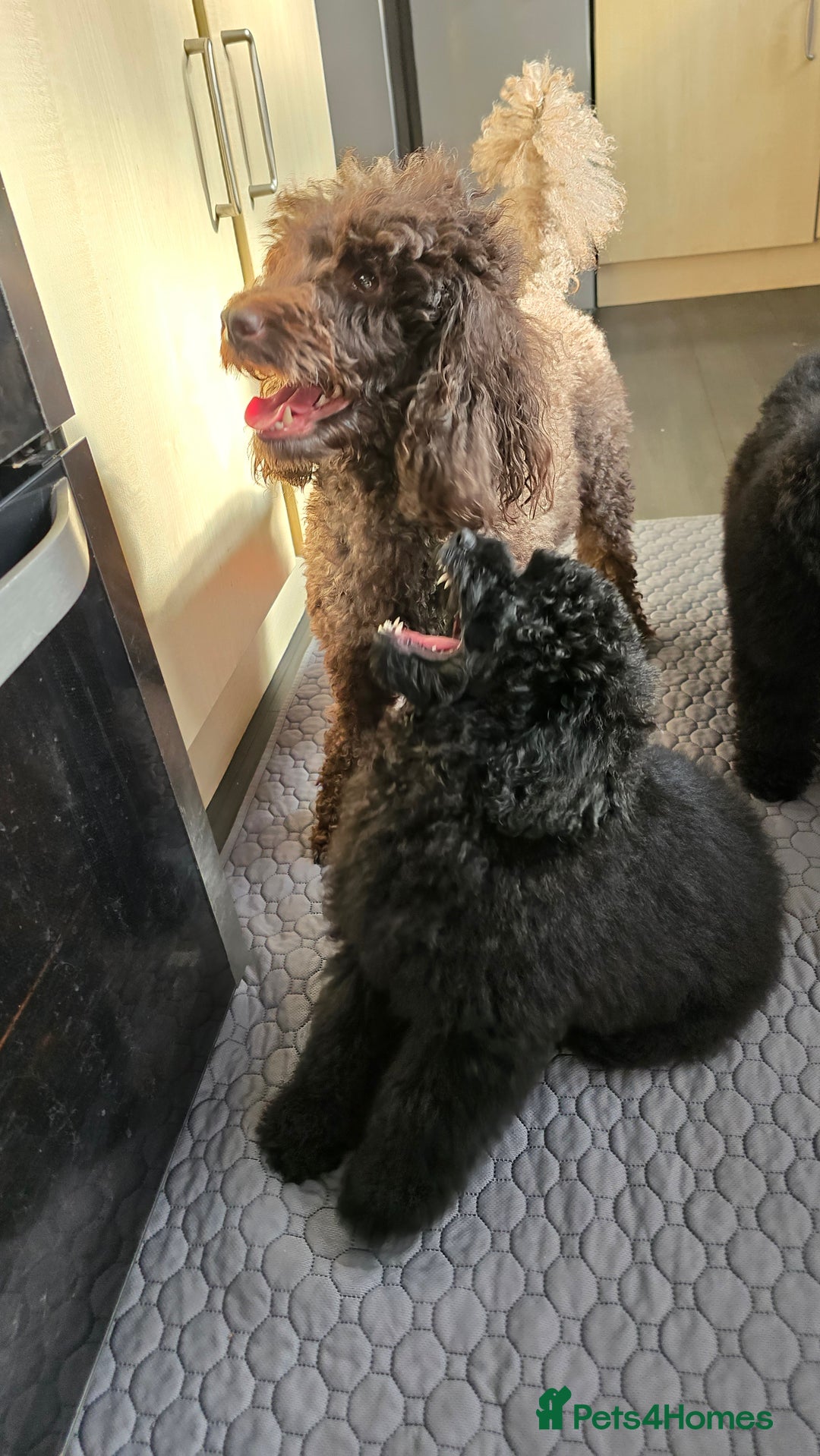 Miniature Poodle dogs for sale: 💚Exquisite black KC reg miniature poodle black in Chelmsford - Image 10
