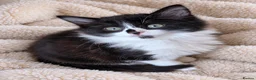 Mixed Breed cats for sale: 5 Adorable 3-Month-Old Kittens Need Loving Homes - Advert 24