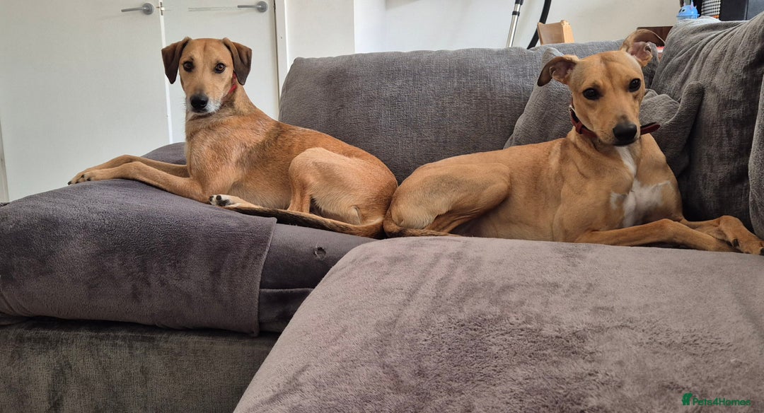 Mixed Breed dogs for sale: Lurcher x staffie - Image 5