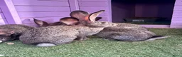 Continental Giant rabbits for sale: 5 giant continental bucks  - Advert 4