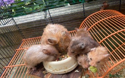 Hamster rodents for sale: Baby hamsters for sale  - Image 8