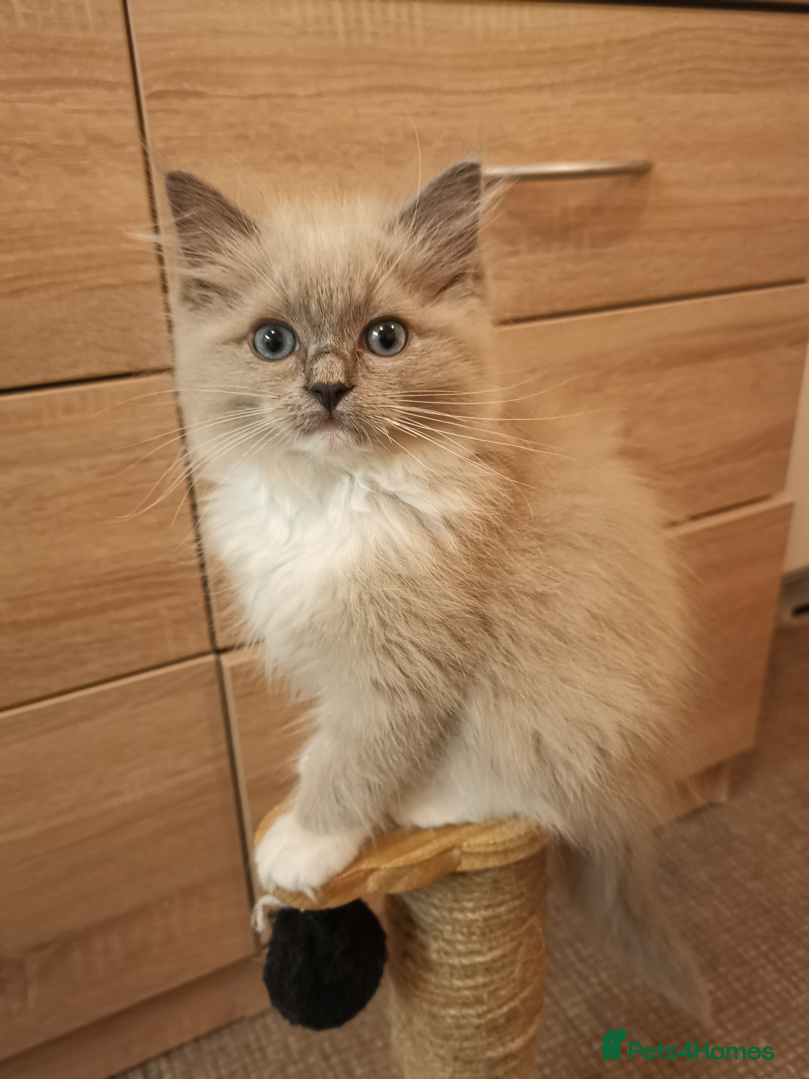 Ragdoll cats Stunning TICA Ragdoll Kittens - Mink, Sepia,  - Advert 16