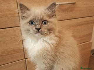 Ragdoll cats Stunning TICA Ragdoll Kittens - Mink, Sepia, - Advert 16