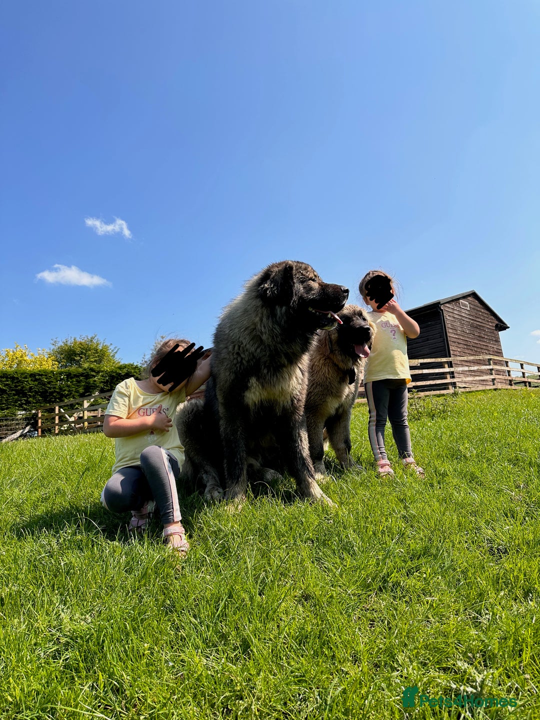 Caucasian Shepherd Dog dogs for sale: Caucasion Shepherd Puppies - Advert 10