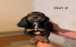 Cocker Spaniel dogs for sale: Beautiful cocker spaniel puppies ready now - Advert 16