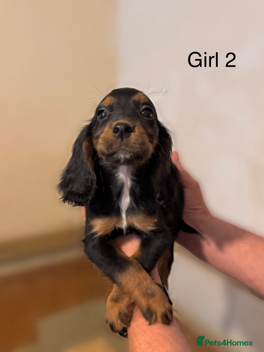 Cocker Spaniel dogs for sale: Beautiful cocker spaniel puppies ready now - Advert 16