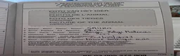 Belgian Shepherd Dog dogs for sale: Exceptional 3yrs Belgian Malinois - Clean X-Rays  - Advert 5