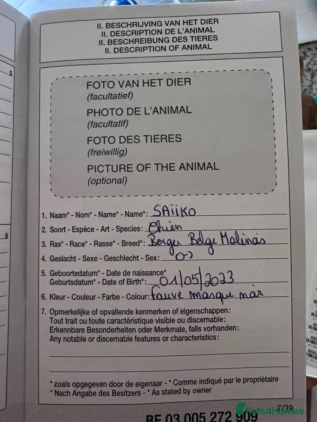 Belgian Shepherd Dog dogs for sale: Exceptional 3yrs Belgian Malinois - Clean X-Rays  - Advert 5