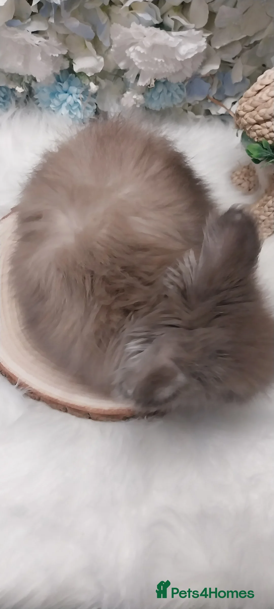 Angora rabbits for sale: 4 Beautiful Full faced Angoras Boys  - Advert 4