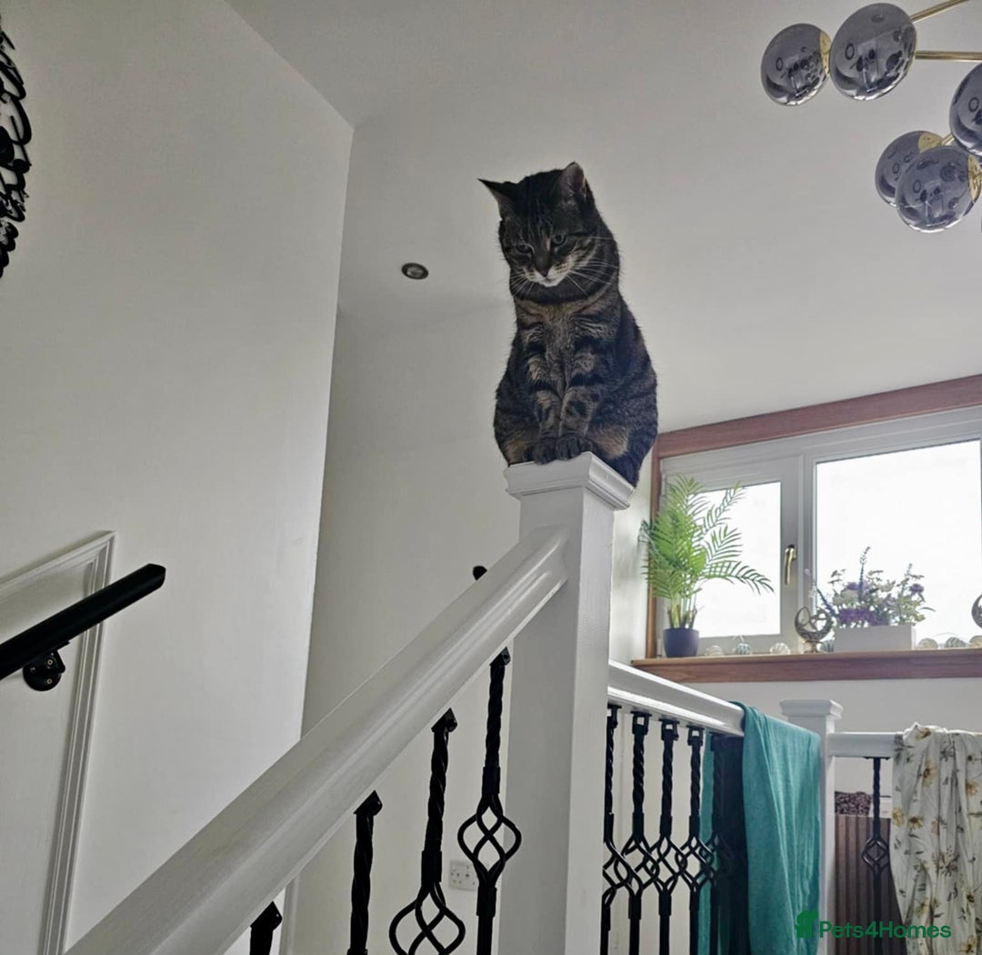 Arabian Mau cats for adoption: Loving Retirement Home in Scotland - Image 3