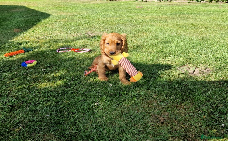 Cocker Spaniel dogs in Market Drayton - Advert 15