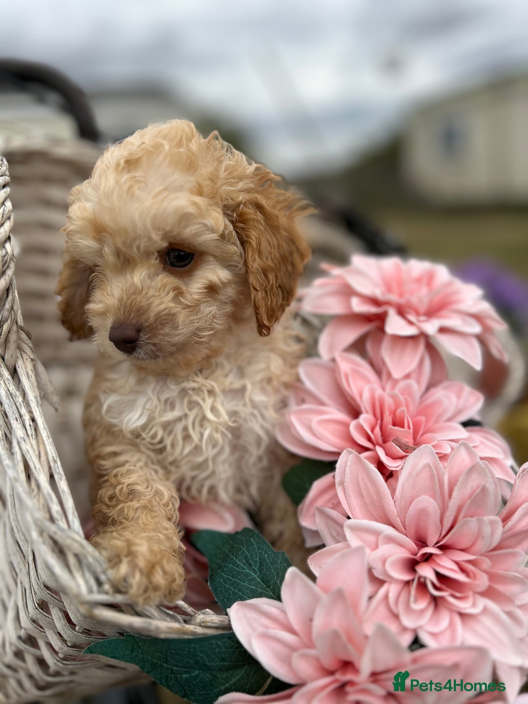 Cockapoo dogs for sale: YANKYDOODLES  ( COCKERPOOS) - Image 9