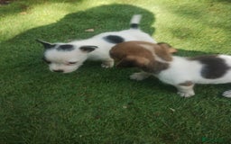 Jack Russell dogs for sale: Tradisional Jack russles  - Image 9