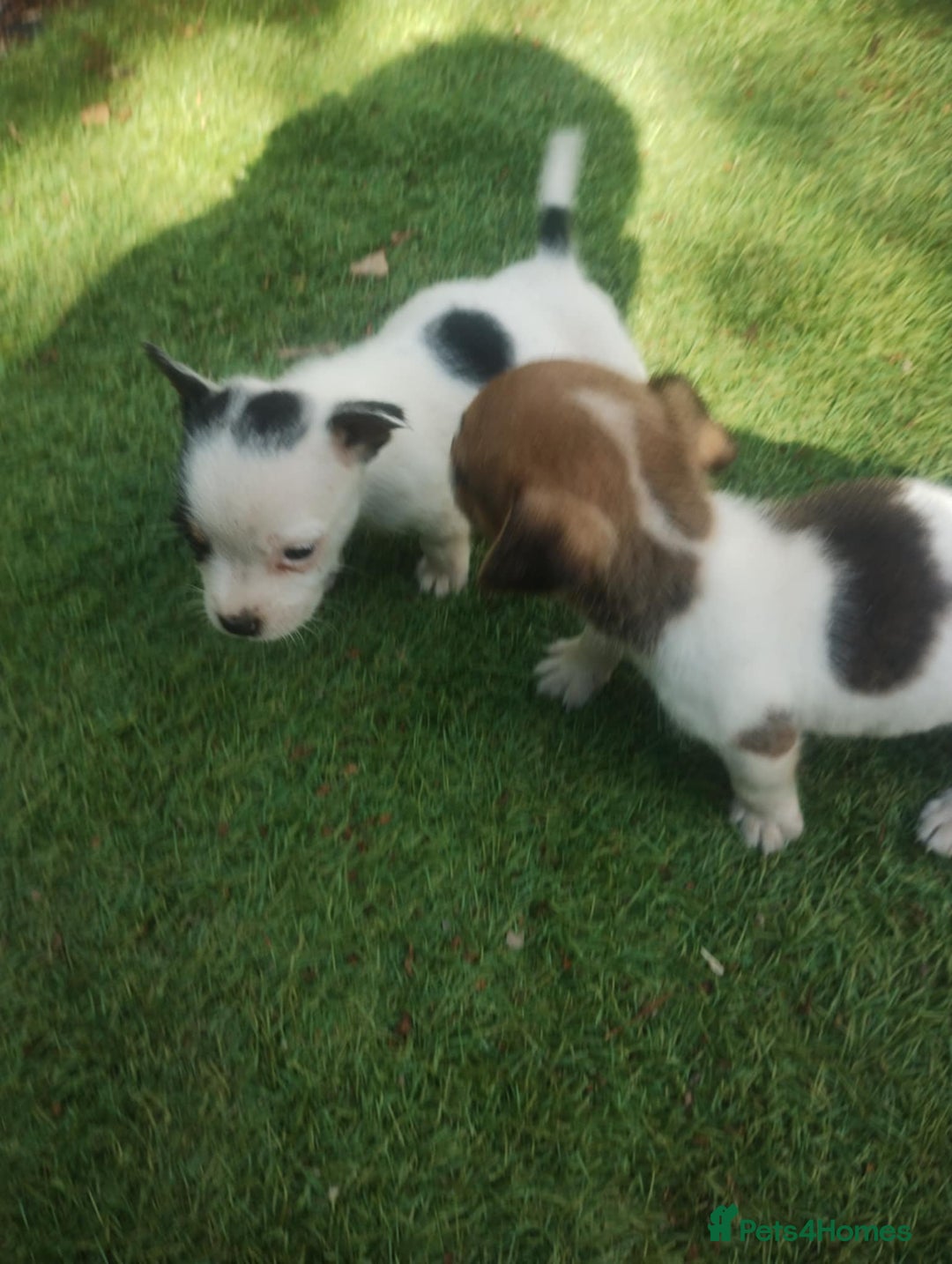 Jack Russell dogs for sale: Tradisional Jack russles  - Image 9