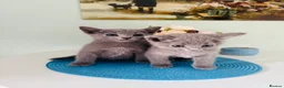 Russian Blue cats for sale: TICA PEDIGREE RUSSIAN BLUE KITTENS  - Advert 25