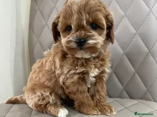 Cavapoo dogs F1 Cavapoo puppy Health Tested parents - Advert 2