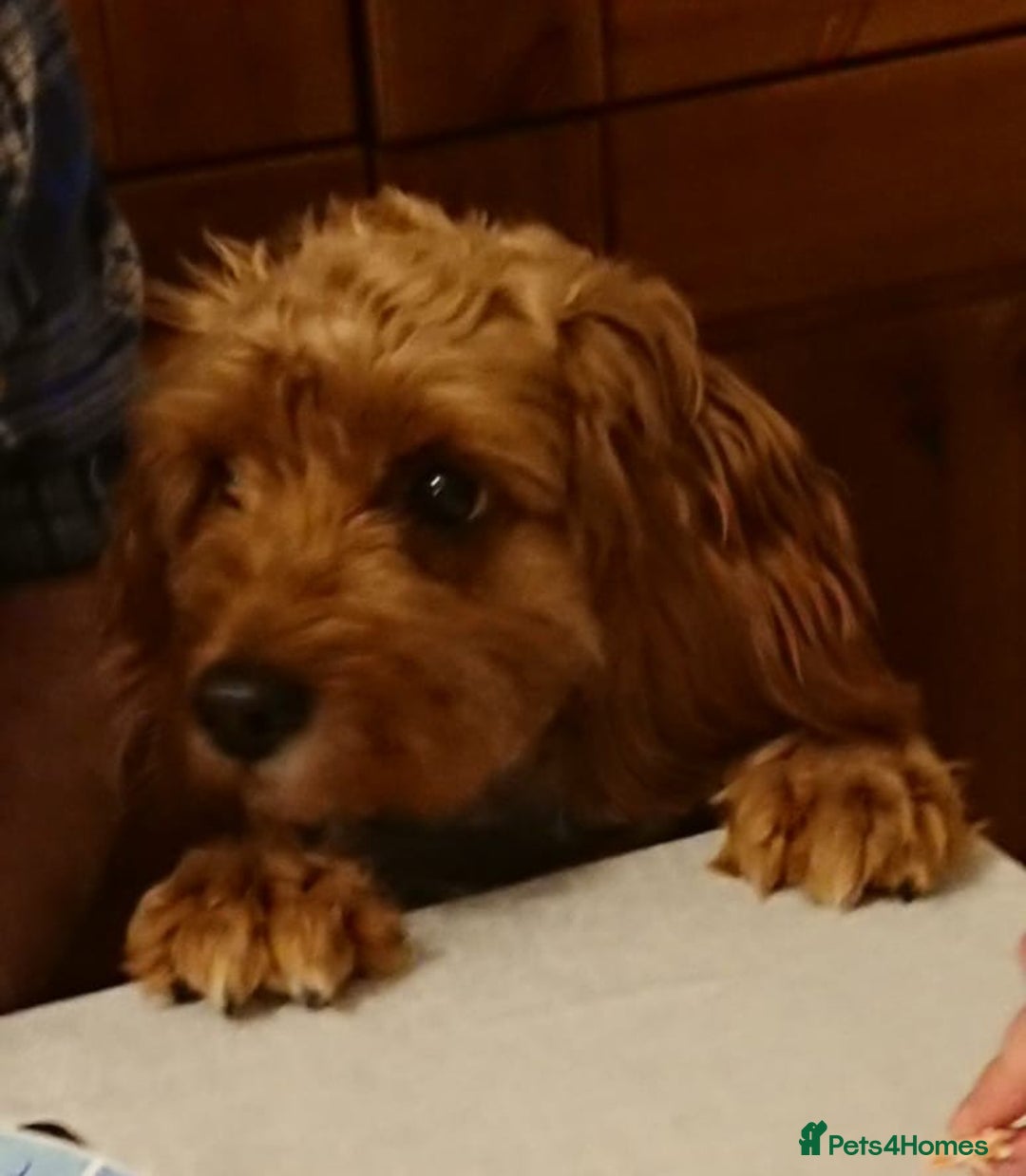 Cavapoo dogs for sale: F2 Cavapoo, Dog breeding license - Advert 5