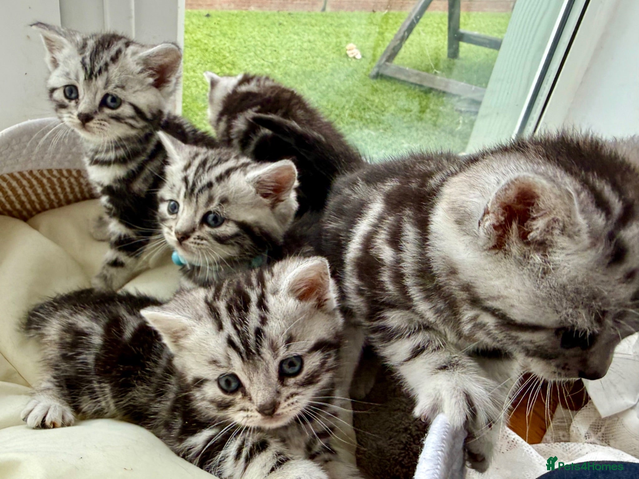 British Shorthair cats GCCF Rare Show Quality BSH Silver Tabby Kittens  - Advert 1