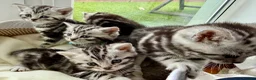 British Shorthair cats for sale: GCCF Rare Show Quality BSH Silver Tabby Kittens  - Advert 6