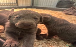 Labrador Retriever dogs for sale: Stunning silver Labradors  - Image 7