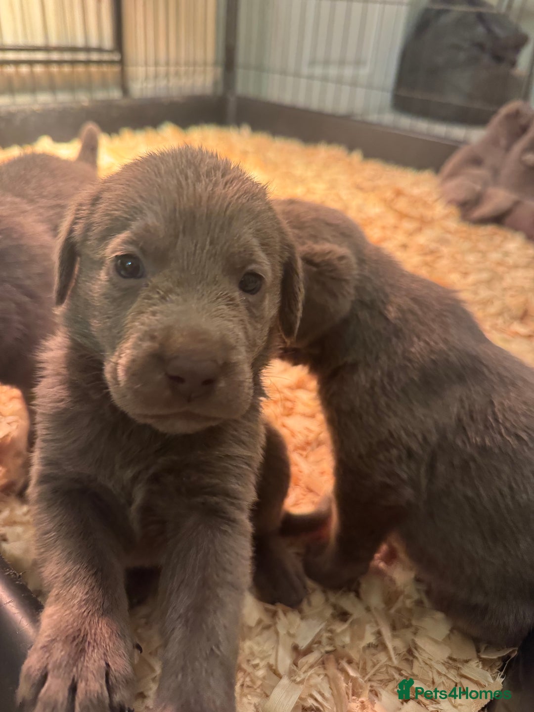 Labrador Retriever dogs for sale: Stunning silver Labradors  - Image 7