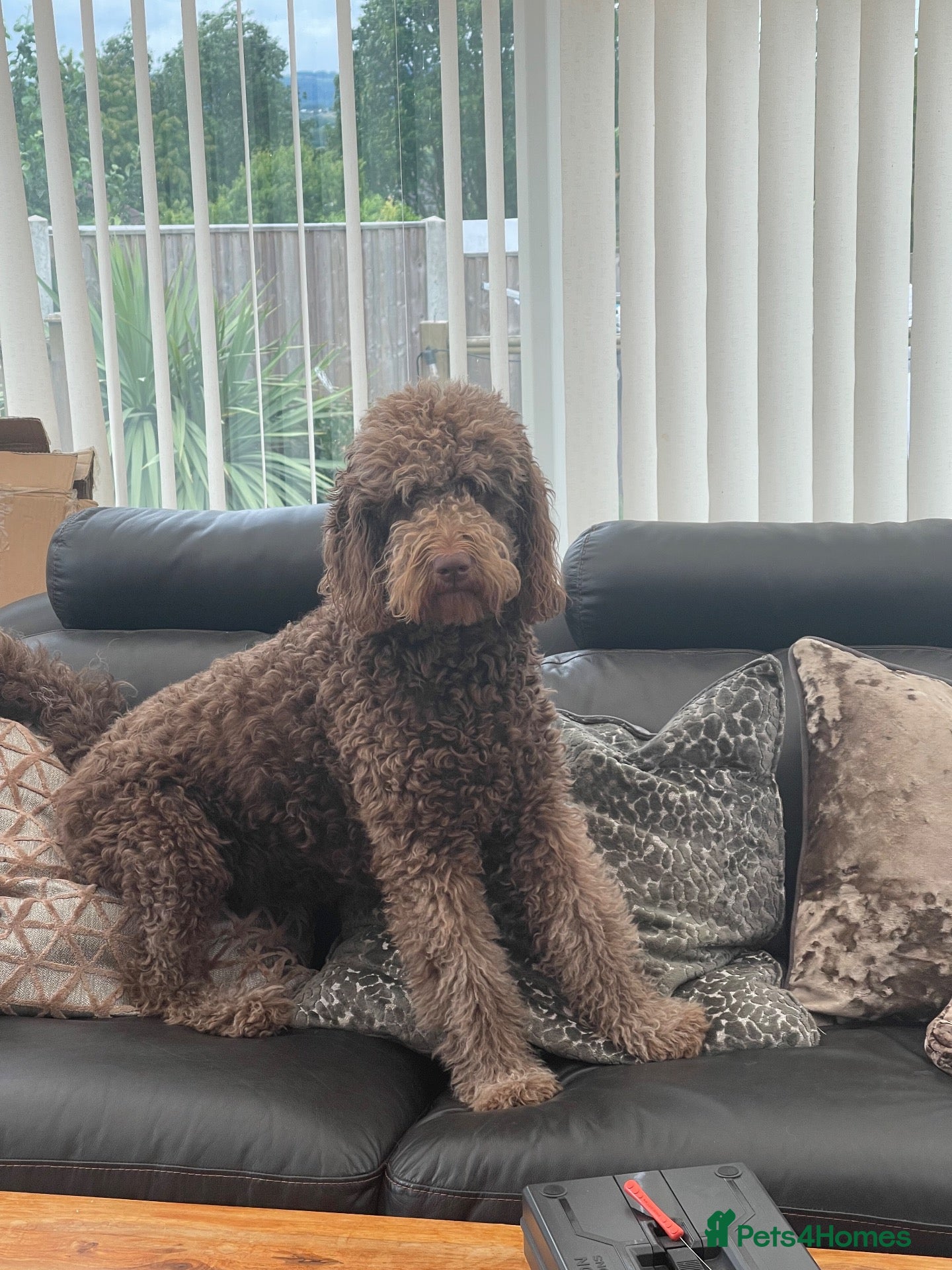 Labradoodle dogs Multi generation chocolate labradoodle puppies  - Advert 1