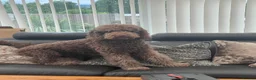 Labradoodle dogs for sale: Multi generation chocolate labradoodle puppies  - Advert 1