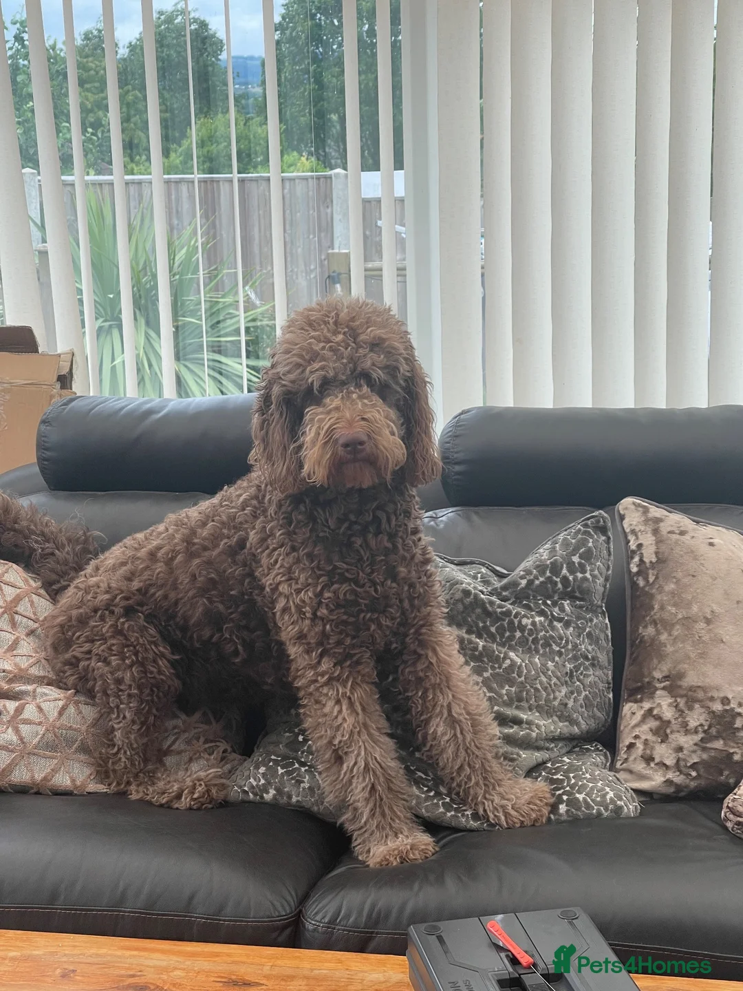 Labradoodle dogs for sale: Multi generation chocolate labradoodle puppies  - Advert 1