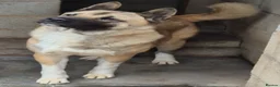 Akita dogs for sale: FEMALE AMERICAN AKITA - Advert 4