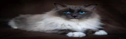 Siamese cats for sale: Siamese crosed with Ragdol - Advert 14